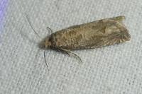 Pelochrista caecimaculana