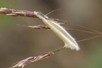 Pleurota aristella