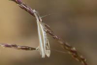 Pleurota aristella