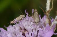 Scythris inertella