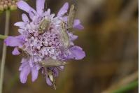 Scythris inertella