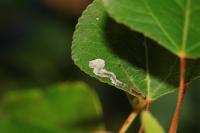 Stigmella trimaculella