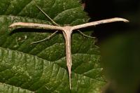 Emmelina monodactyla