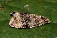 Celypha lacunana