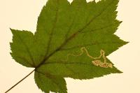 Stigmella hahniella