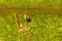 Stigmella hahniella