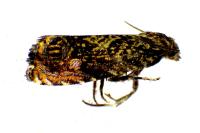 Enarmonia formosana