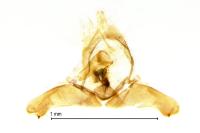 Enarmonia formosana