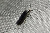 Coleophora alcyonipennella