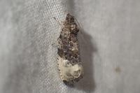 Hedya nubiferana