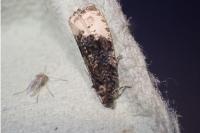 Hedya ochroleucana