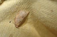 Choristoneura hebenstreitella