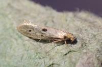 Tinea trinotella