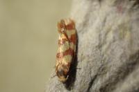 Aethes rutilana
