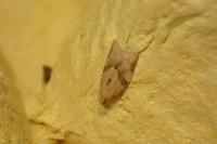 Clepsis consimilana