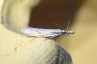 Pleurota aristella