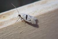 Mirificarma cytisella