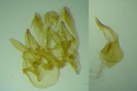 Neofriseria peliella