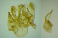 Neofriseria peliella