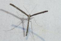 Agdistis adactyla