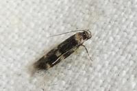 Apatema proteroclina