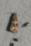 Celypha lacunana
