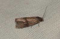 Celypha striana