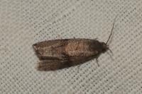 Celypha striana