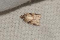 Clepsis spectrana