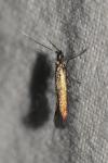 Coleophora