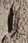 Ethmia bipunctella