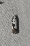 Ethmia quadrillella