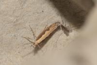 Plutella xylostella