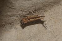 Plutella xylostella