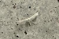 Pterophorus pentadactylus