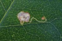 Leucoptera laburnella
