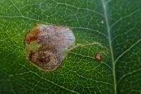 Leucoptera laburnella