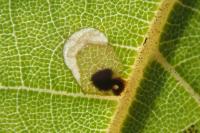 Coptodisca juglandiella