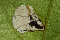 Coptodisca juglandiella