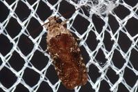 Agonopterix purpurea