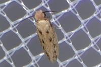 Anomalotinea liguriella