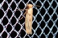 Anomalotinea liguriella
