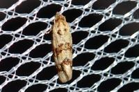 Aethes williana