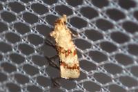 Aethes williana