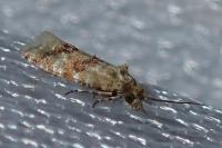 Aethes williana