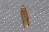 Limnaecia phragmitella
