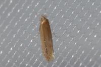 Limnaecia phragmitella