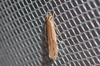 Limnaecia phragmitella
