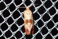 Neocochylis millierana