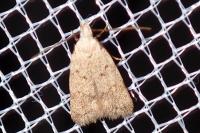 Symmoca oenophila